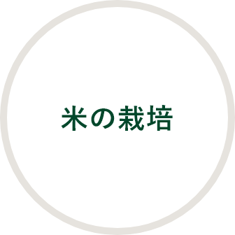 米の栽培